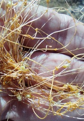 Cuscuta psorothamnensis