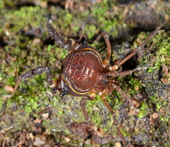 Gonyleptidae