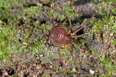 Gonyleptidae