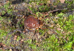 Gonyleptidae