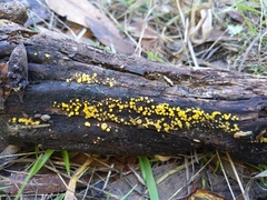Calycina citrina