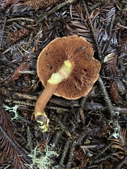 Chalciporus