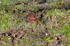 Gonyleptidae