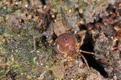 Gonyleptidae