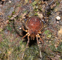 Gonyleptidae