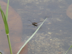 Limnogonus pectoralis