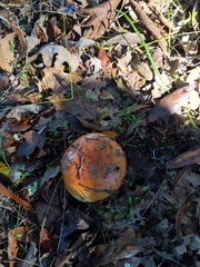 Cortinarius xanthophyllus