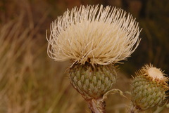 Cirsium canescens