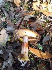 Cortinarius xanthophyllus