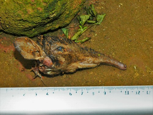Rhynchocyon stuhlmanni