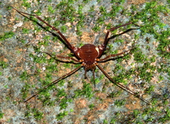 Krateromaspis dilatata