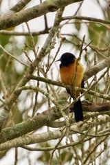 Icterus prosthemelas