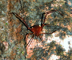 Krateromaspis dilatata