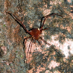 Krateromaspis dilatata