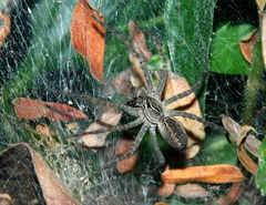 Aglaoctenus lagotis