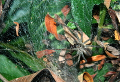 Aglaoctenus lagotis