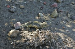 Liolaemus escarchadosi