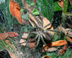 Aglaoctenus lagotis