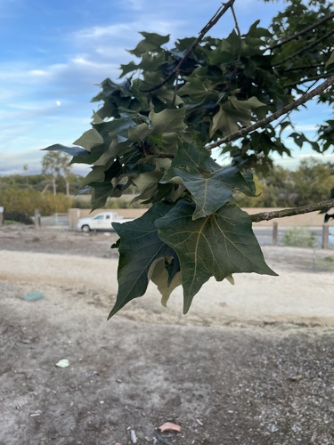 iNaturalist observation photo of western sycamore