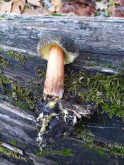 Xerocomellus zelleri