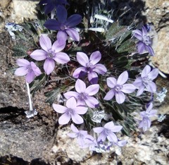 Langloisia setosissima setosissima