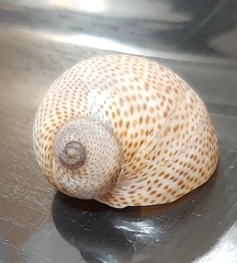 Naticarius stercusmuscarum