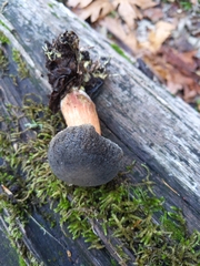 Xerocomellus zelleri