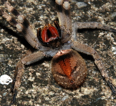 Phoneutria nigriventer