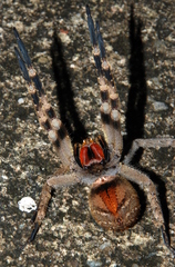 Phoneutria nigriventer