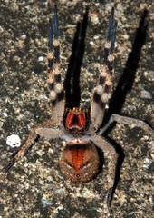 Phoneutria nigriventer