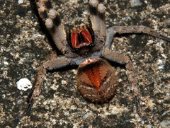 Phoneutria nigriventer