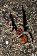 Phoneutria nigriventer