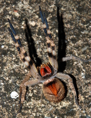 Phoneutria nigriventer