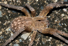 Phoneutria nigriventer