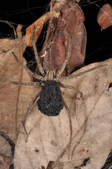 Aglaoctenus lagotis
