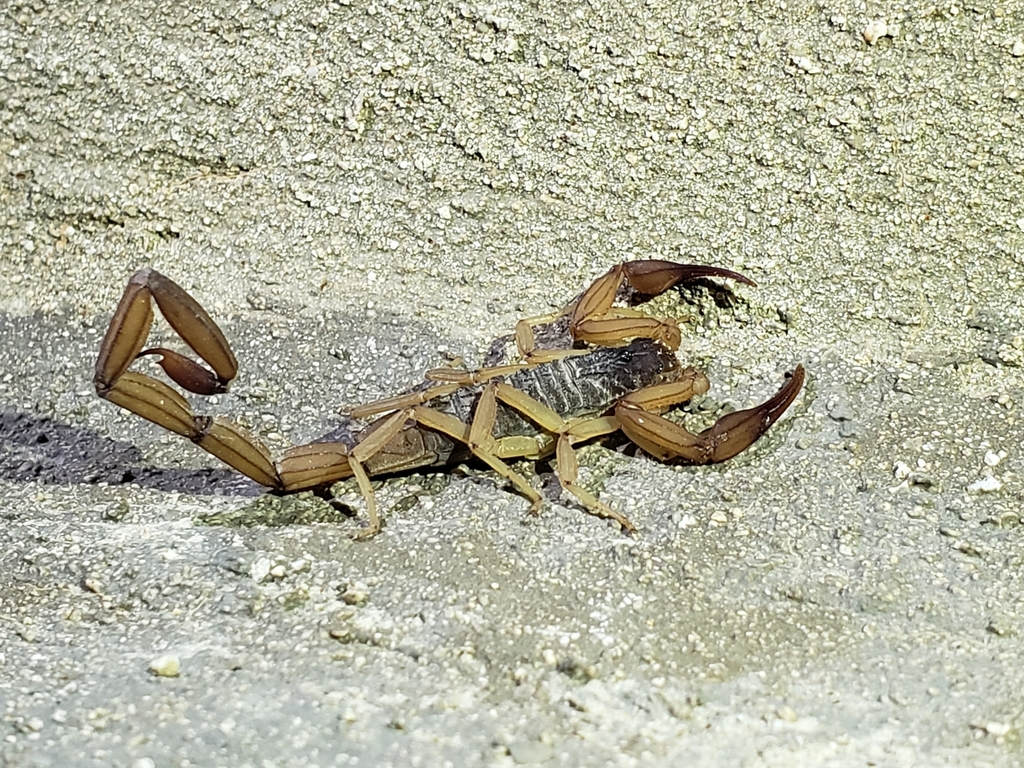 Centruroides ochraceus from cerrada paseo de gracia 116 paseo los