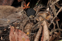 Aglaoctenus lagotis