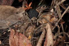 Aglaoctenus lagotis