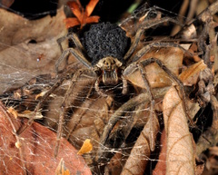 Aglaoctenus lagotis