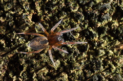Amaurobiidae