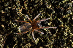 Amaurobiidae
