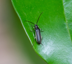 Oedemeridae