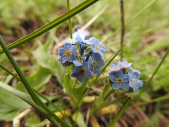 Myosotis alpestris