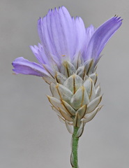 Catananche caerulea