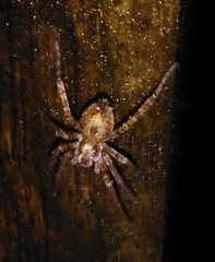 Anyphaena accentuata