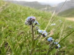 Myosotis alpestris