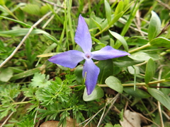 Vinca herbacea