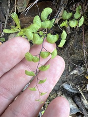 Adiantum jordanii