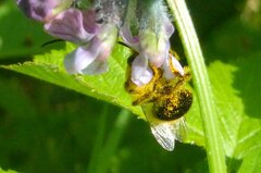 Eucera