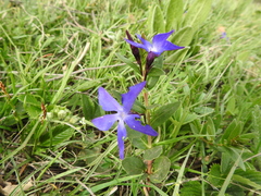 Vinca herbacea